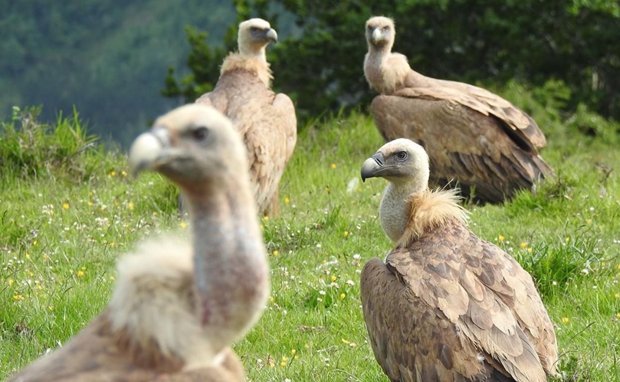 Aumenta la intoxicación por barbitúricos de aves y mamíferos en España 