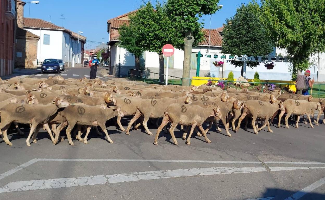 Las ovejas han cruzado la localidad leonesa. 