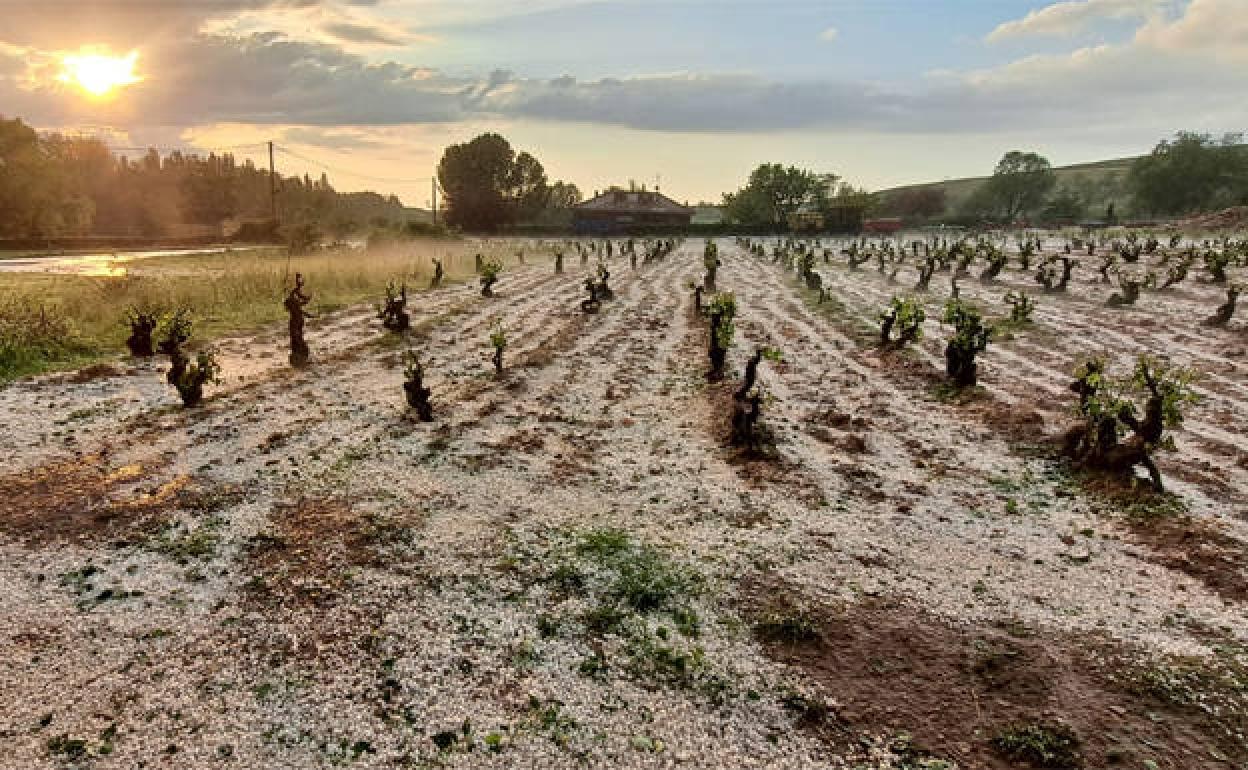 El pedrisco cayó de forma más que considerable en muchas zonas de la Ribera. 