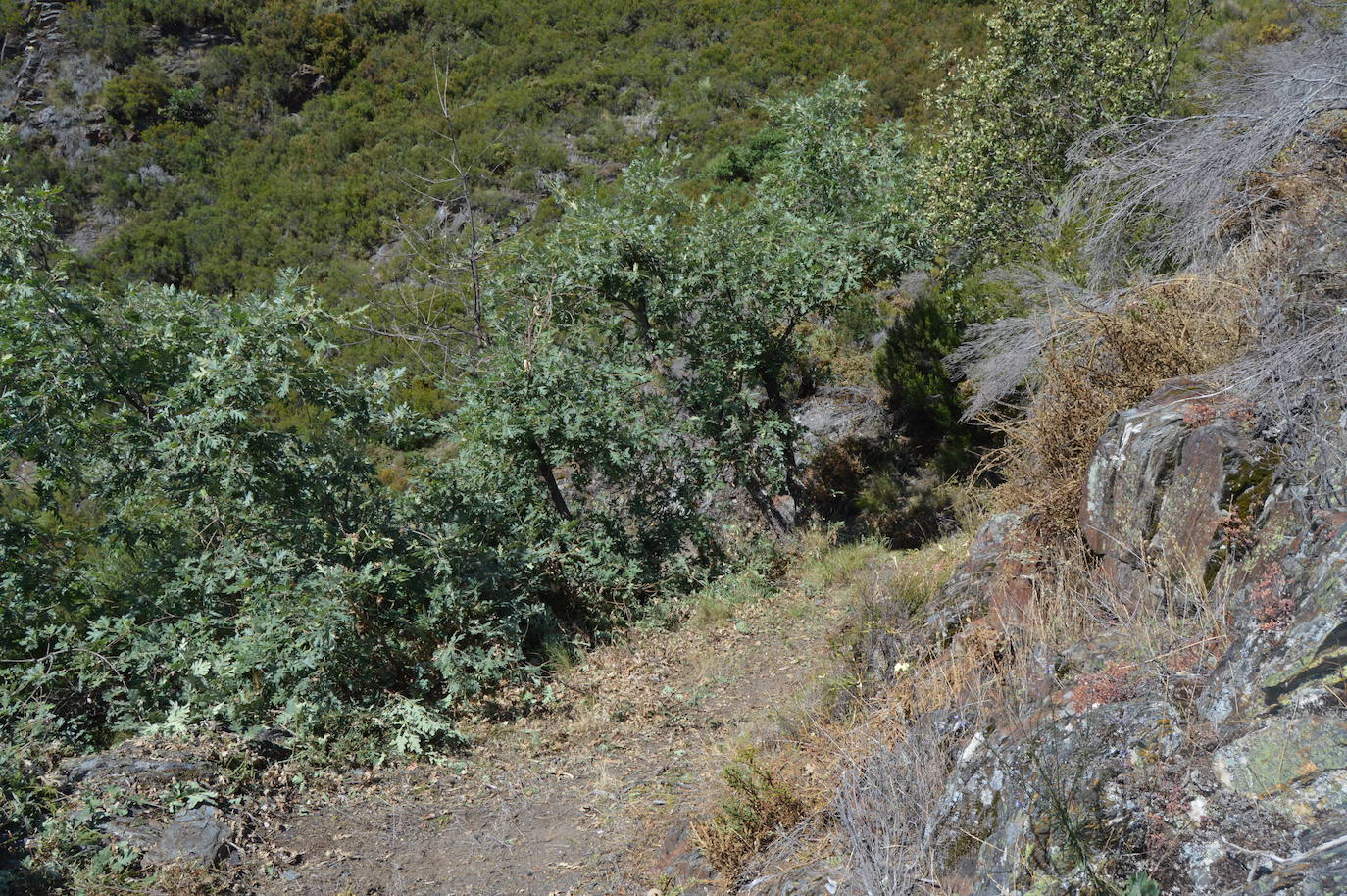 Fotos: Hacendera en el Valle del Oza