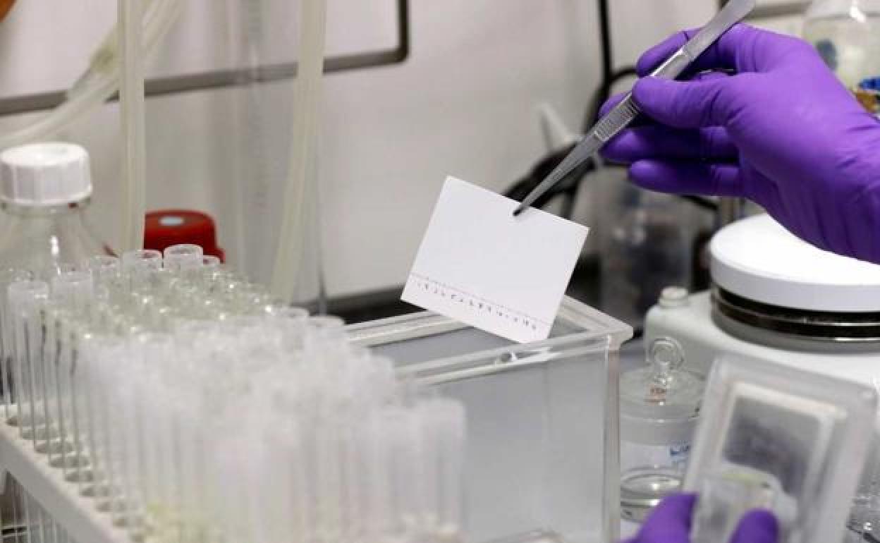 Realización de pruebas PCR en un laboratorio. 