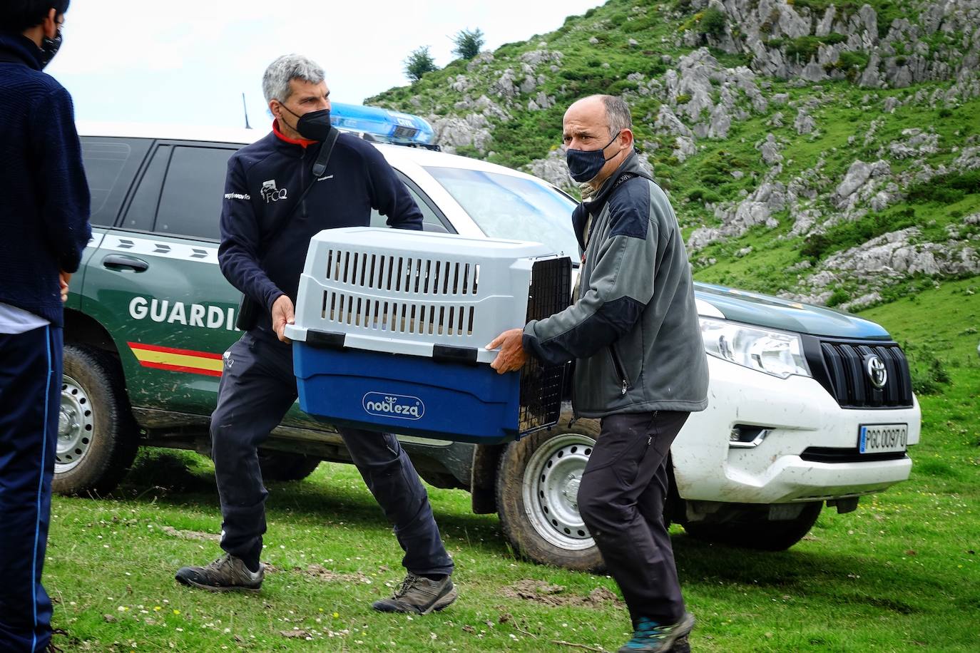 Esta hembra de quebrantahuesos pasará junto a sus compañeras 'Lucía', 'Hanna', 'Aurora' y 'Dries' un último periodo de aclimatación en los jaulones de Picos para ser a continuación liberadas. Nacieron en cautividad y fueron cedidas por el Gobierno de Aragón. La población alcanza ya los treinta ejemplares liberados