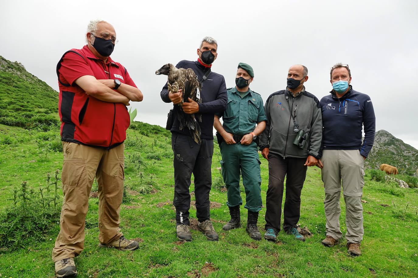 Esta hembra de quebrantahuesos pasará junto a sus compañeras 'Lucía', 'Hanna', 'Aurora' y 'Dries' un último periodo de aclimatación en los jaulones de Picos para ser a continuación liberadas. Nacieron en cautividad y fueron cedidas por el Gobierno de Aragón. La población alcanza ya los treinta ejemplares liberados