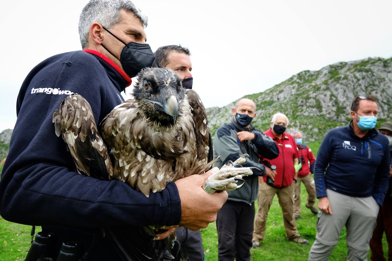 Esta hembra de quebrantahuesos pasará junto a sus compañeras 'Lucía', 'Hanna', 'Aurora' y 'Dries' un último periodo de aclimatación en los jaulones de Picos para ser a continuación liberadas. Nacieron en cautividad y fueron cedidas por el Gobierno de Aragón. La población alcanza ya los treinta ejemplares liberados