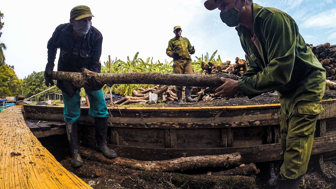 Los campesinos cubanos del Parque Nacional Ciénaga de Zapata, en Cuba, elaboran carbón vegetal con los mismos métodos y utensilios que sus antepasados, pero replantando árboles cortados.