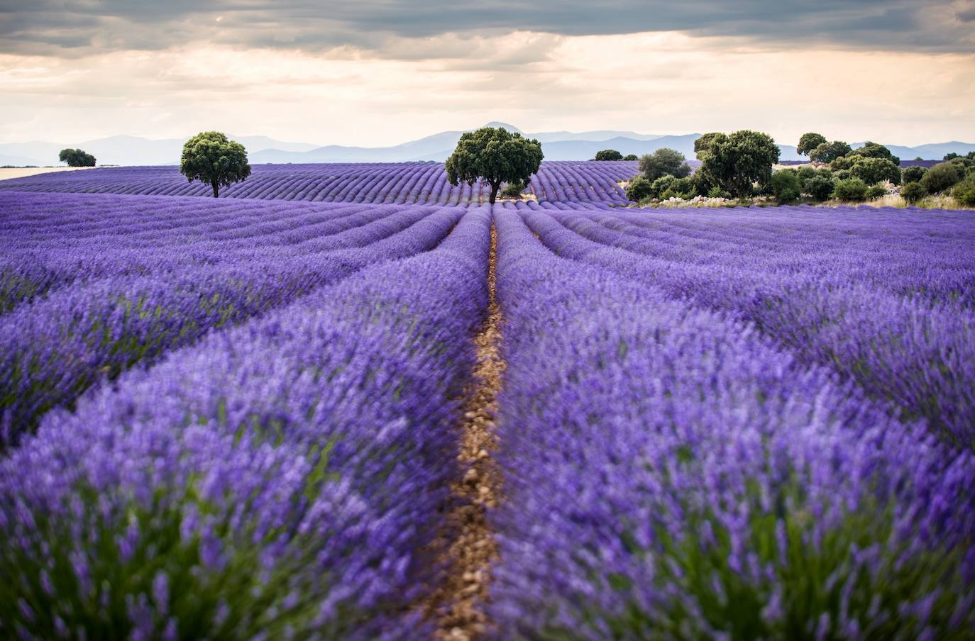 Fotos: Brihuega: Así es el campo de lavanda más espectacular del mundo