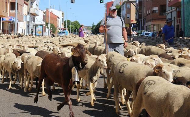 Imagen. Toño, al frente del rebaño. 