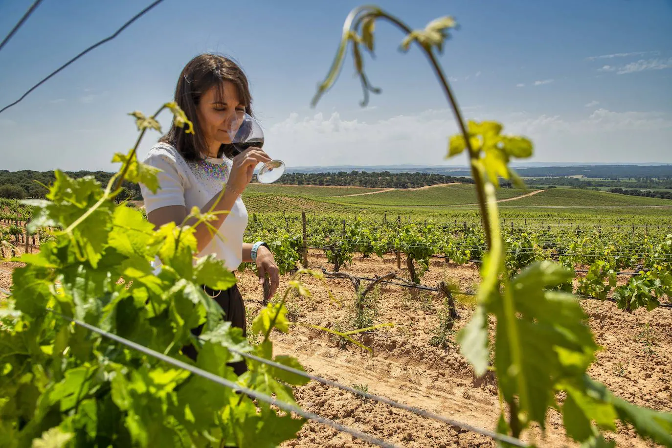 Fotos: La bodega Pradorey investiga sobre los beneficios cardiovasculares de los polifenoles de sus vino