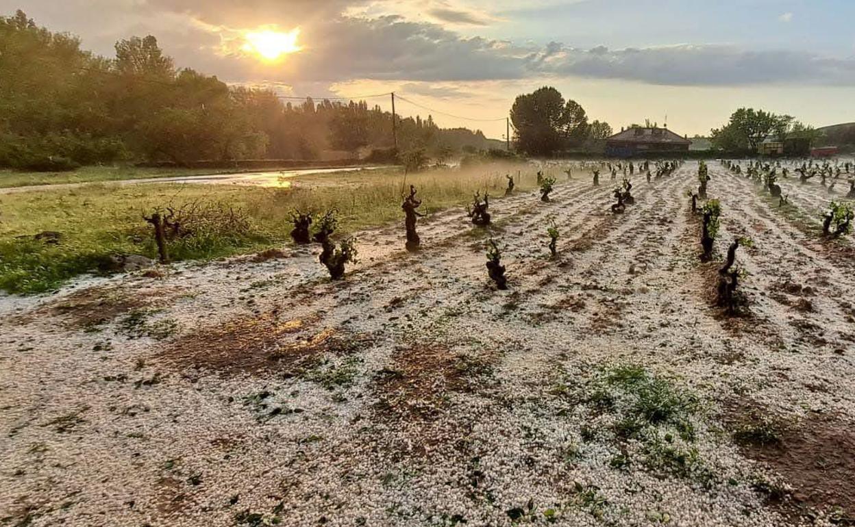 Daños causados por el pedrisco en Moradillo de Roa, en Ribera de Duero.