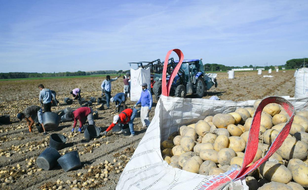 Temporeros recogiendo patatas en la provincia de Valladolid. 