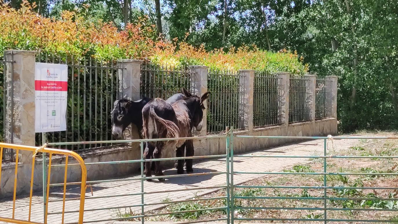 Las piscinas municipales de Gordoncillo son una alternativa veraniega para refrescarse