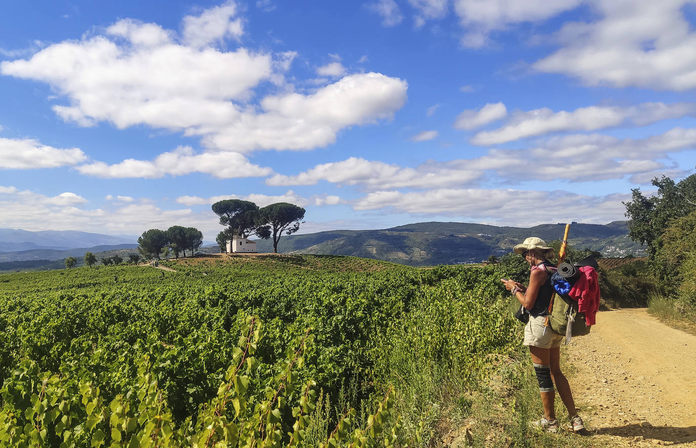 Los vinos del Bierzo son un regalo para los sentidos. Mencías y godellos se disputan el protagonismo en medio de un paisaje fértil que recuerda a la Toscana. 