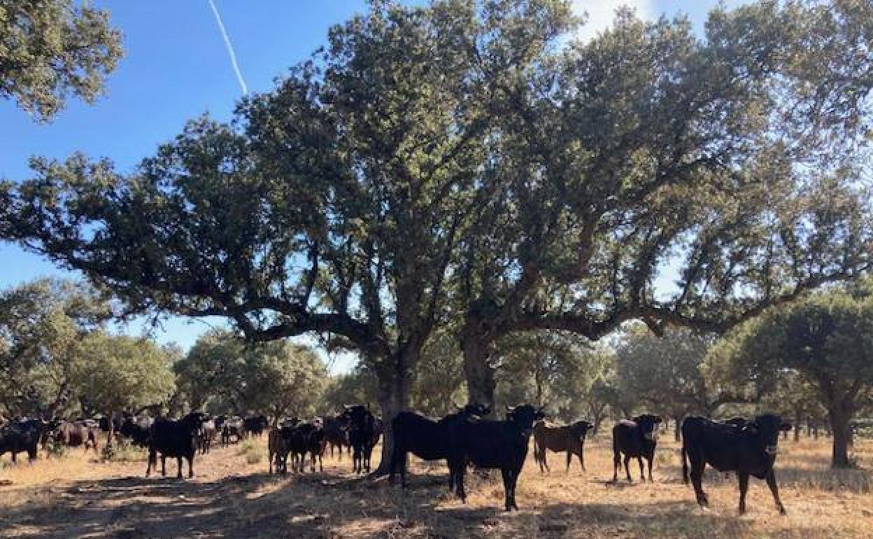 Explotación de vacas de raza sayaguesa. 