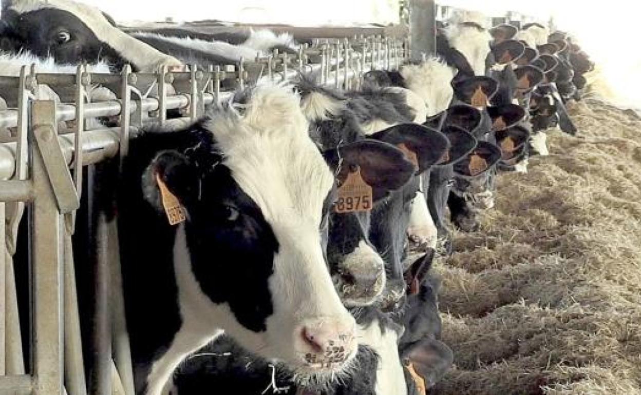 El uso de la aplicación Módulo Ganadero de la Consejería de Agricultura sube un 17% en los últimos años