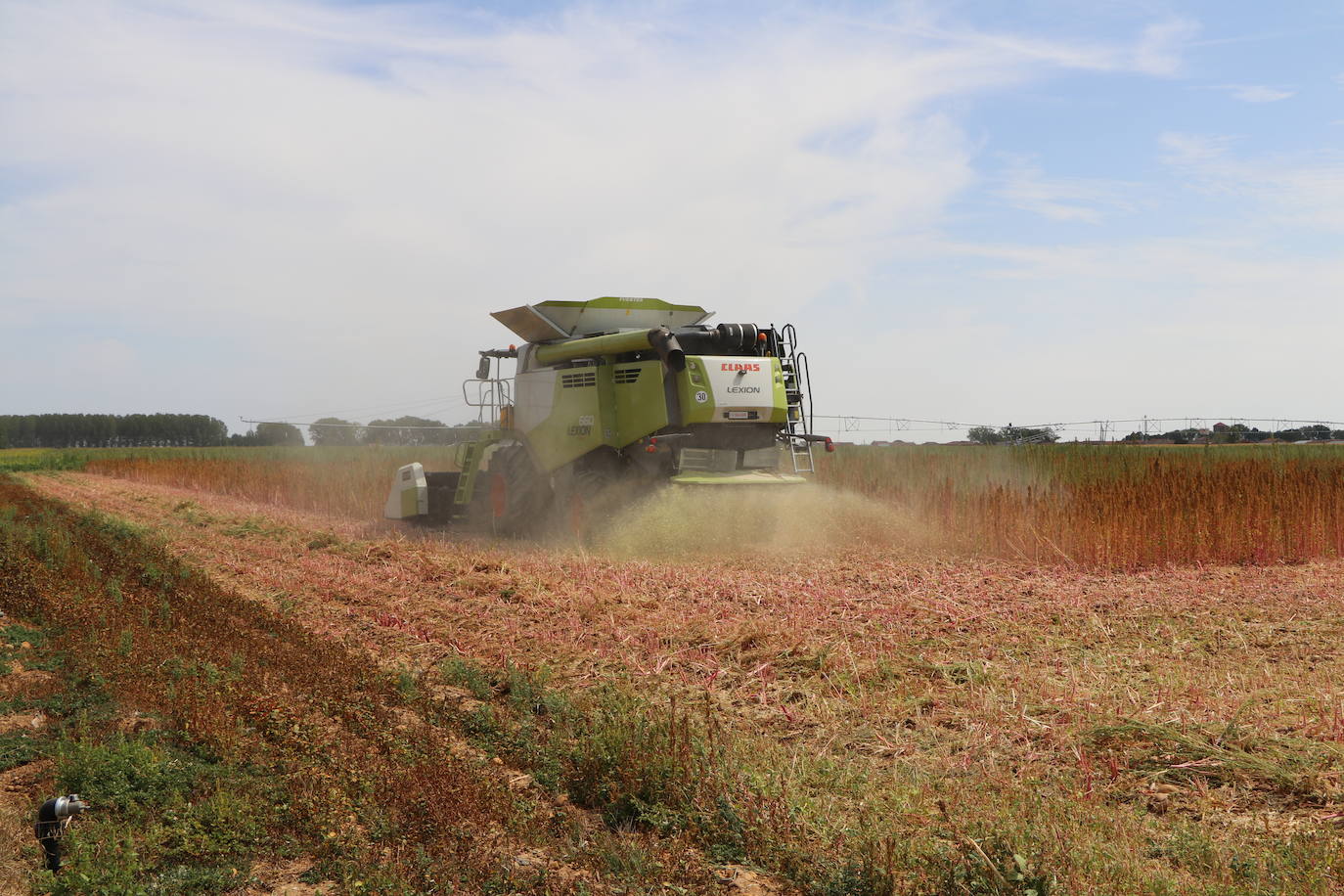 Fotos: Y para quinoa.... la del Páramo