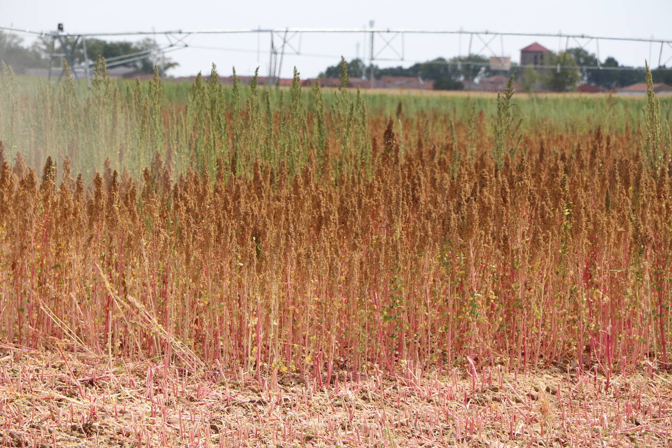 Fotos: Y para quinoa.... la del Páramo