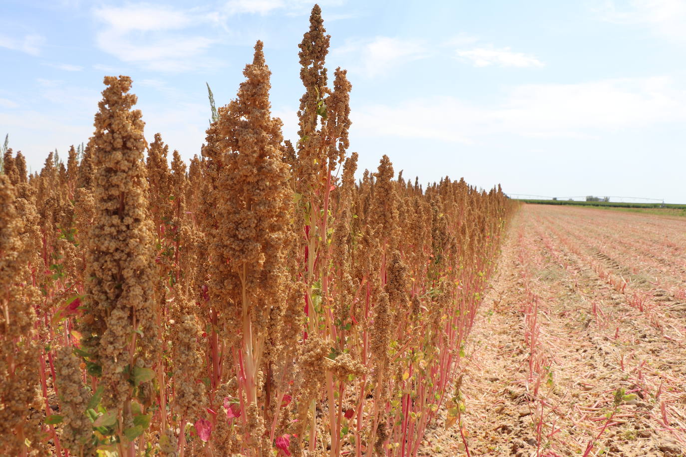 Fotos: Y para quinoa.... la del Páramo