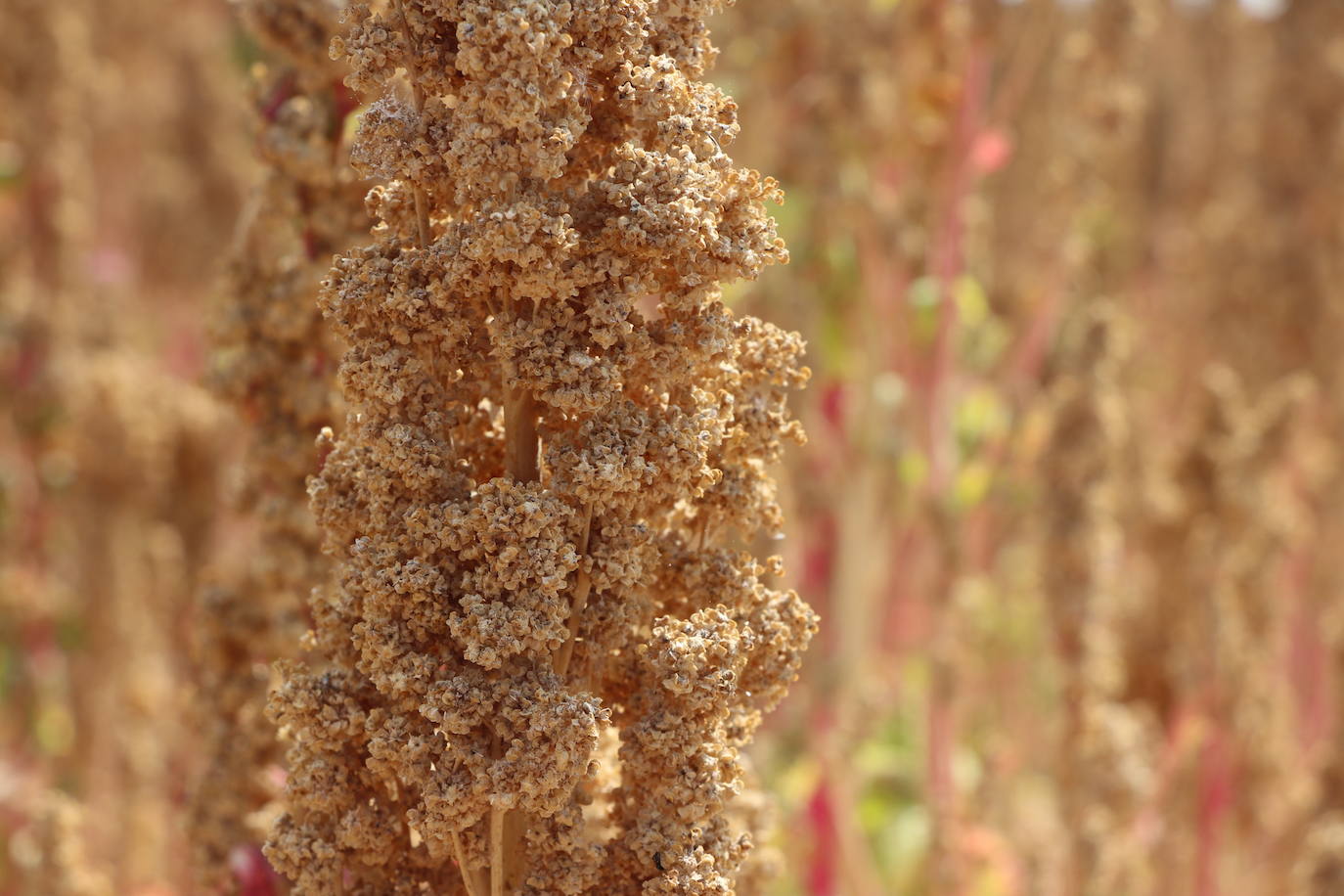 Fotos: Y para quinoa.... la del Páramo