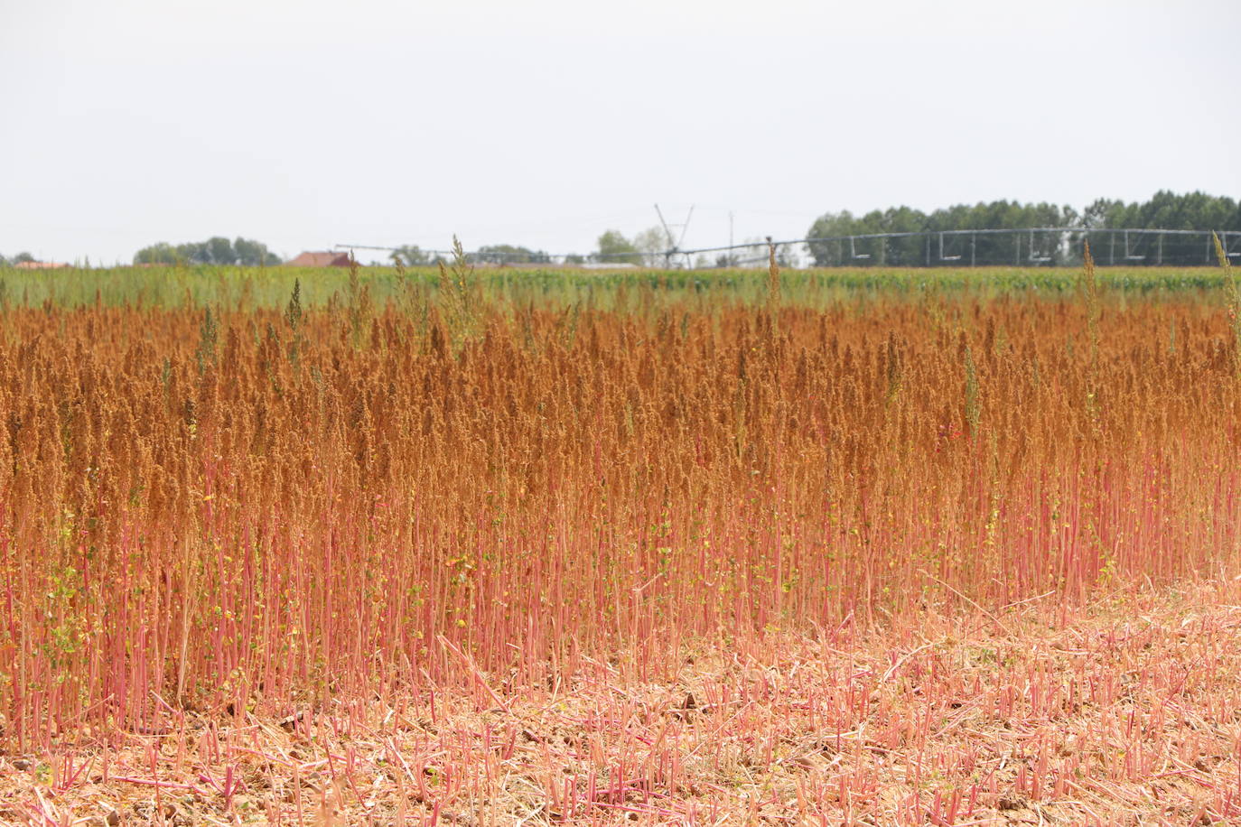 Fotos: Y para quinoa.... la del Páramo