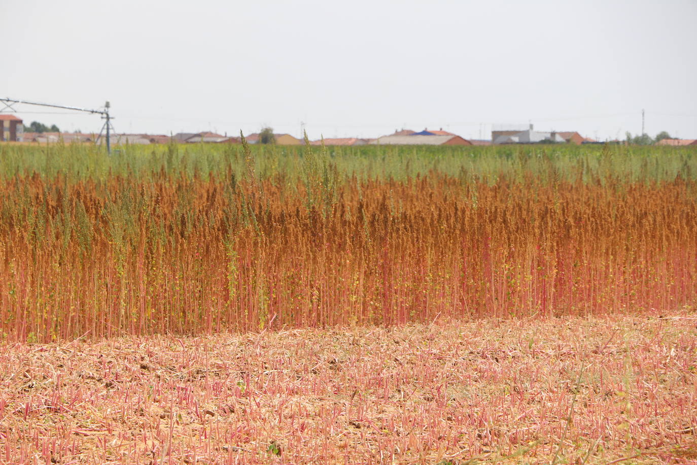 Fotos: Y para quinoa.... la del Páramo