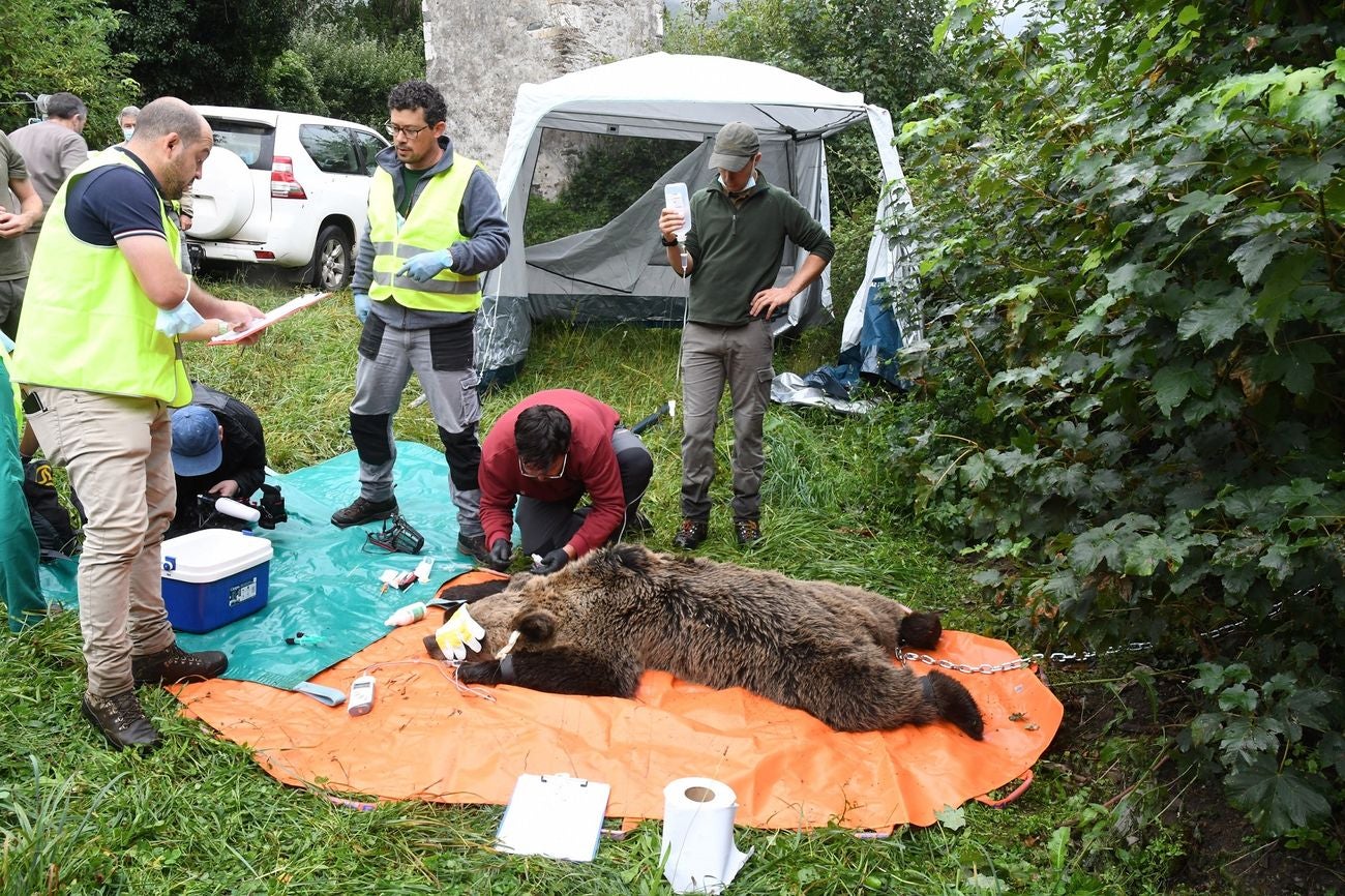 El programa de radiomarcaje se desarrollará en una primera fase durante los próximos 4 años, y persigue el objetivo de capturar y radiomarcar entre 20 y 30 ejemplares de oso pardo en la Cordillera Cantábrica | En una etapa inicial este programa se desarrollará en León en las comarcas de Laciana y Alto Sil. 