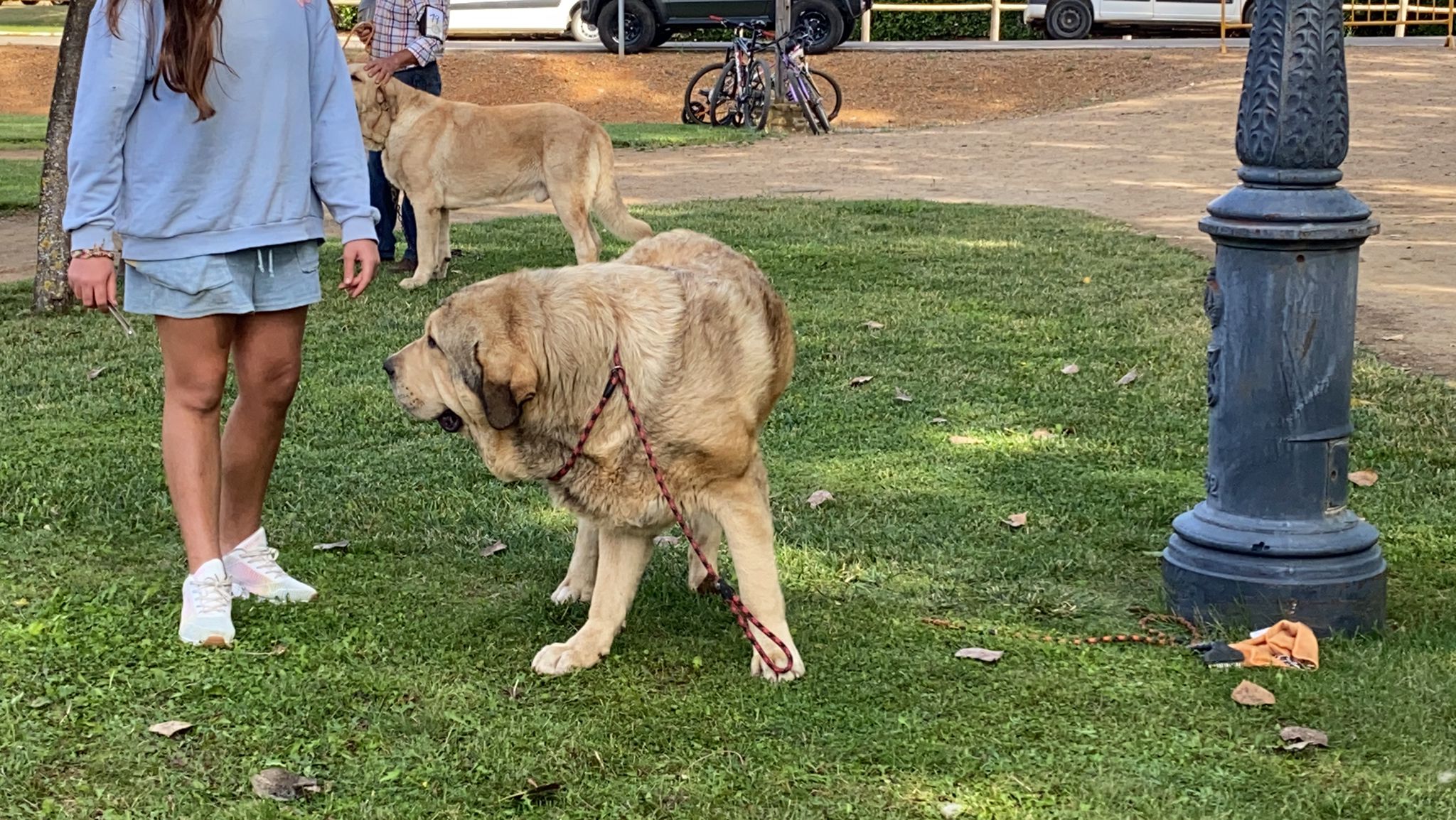 La Asociación española del perro mastín español ha organizado en la localidad de Gordoncillo un concurso para elegir a los mejores de la raza en más de 25 categorías.