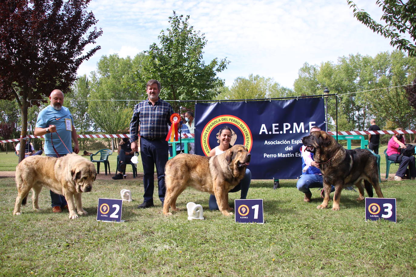 La Asociación española del perro mastín español ha organizado en la localidad de Gordoncillo un concurso para elegir a los mejores de la raza en más de 25 categorías.