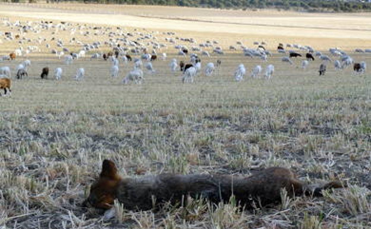 Lobo abatido entre las comarcas de Sayago y Bajo Duero.