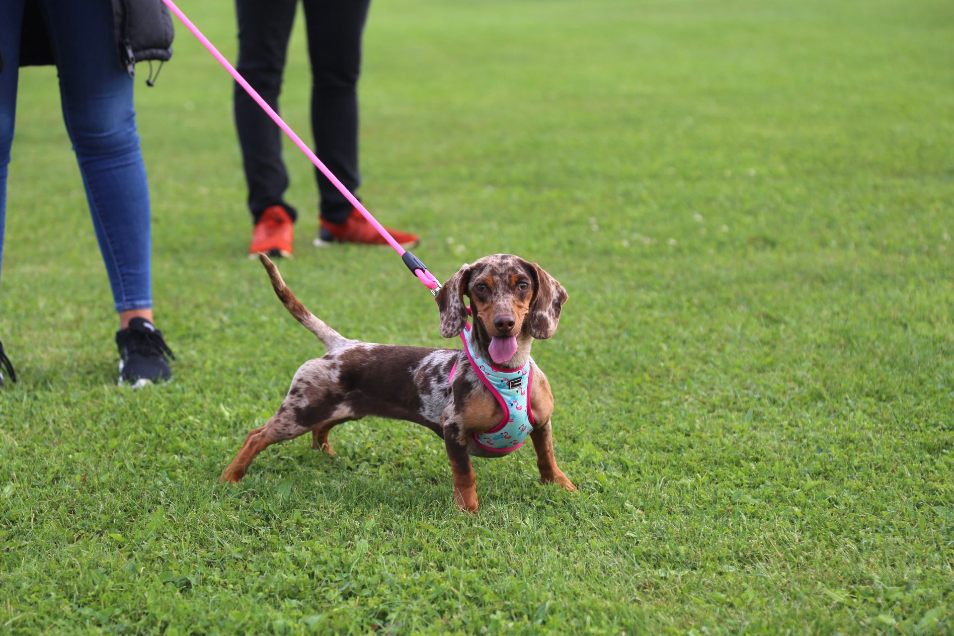 Este domingo alrededor de 20 dueños de perros de raza teckel, conocidos como perros salchicha, se reunieron para disfrutar de una tarde de fin de semana compartiendo la felicidad y simpatía de estos canes.