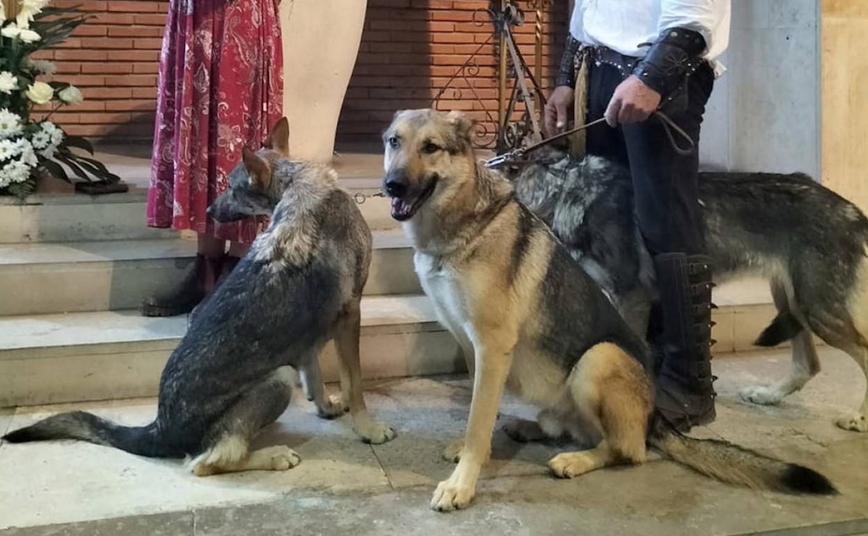 Tres lobos fueron llevados a esta misa.