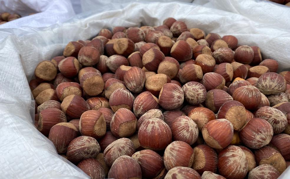 Las tradicionales avellanas se han convertido de nuevo en protagonistas durante la celebración de San Froilán en La Virgen del Camino. 