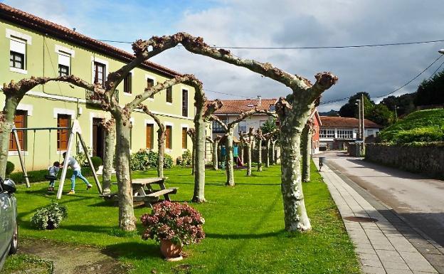 Árboles de las antiguas escuelas de Collera que han sido utilizados por los fabricantes.