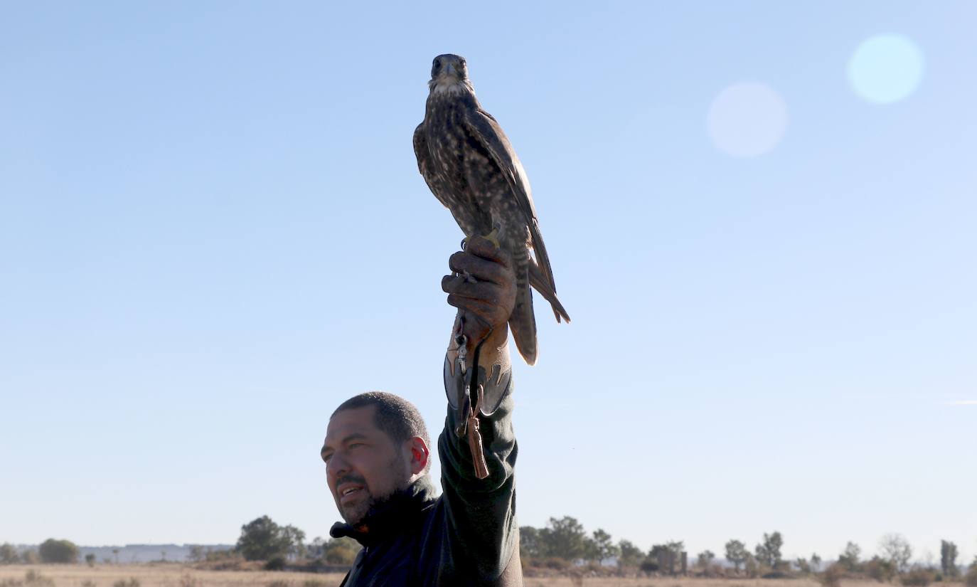 Los amantes de la aves se citan en la virgen del camino por la XXVI edición de las Jornadas Internacionales de Cetrería del Norte, tres días únicos en los que más de 10.000 personas disfrutarán de los vuelos de aves de caza, mercado y un sinfín de actividades . 