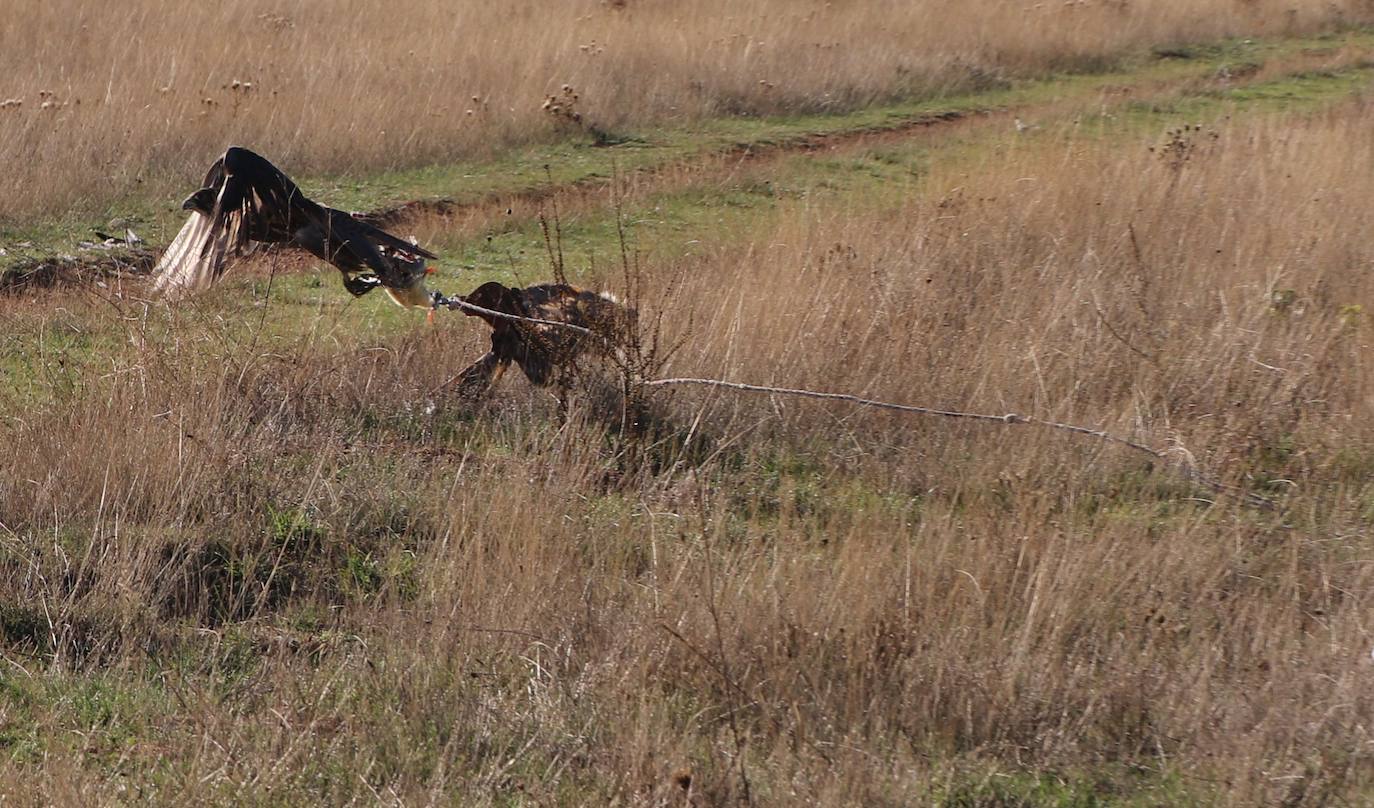 Los amantes de la aves se citan en la virgen del camino por la XXVI edición de las Jornadas Internacionales de Cetrería del Norte, tres días únicos en los que más de 10.000 personas disfrutarán de los vuelos de aves de caza, mercado y un sinfín de actividades . 