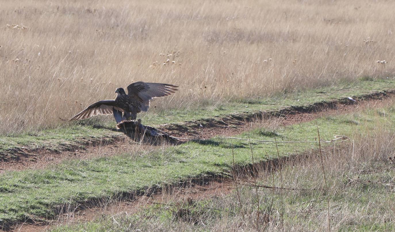 Los amantes de la aves se citan en la virgen del camino por la XXVI edición de las Jornadas Internacionales de Cetrería del Norte, tres días únicos en los que más de 10.000 personas disfrutarán de los vuelos de aves de caza, mercado y un sinfín de actividades . 