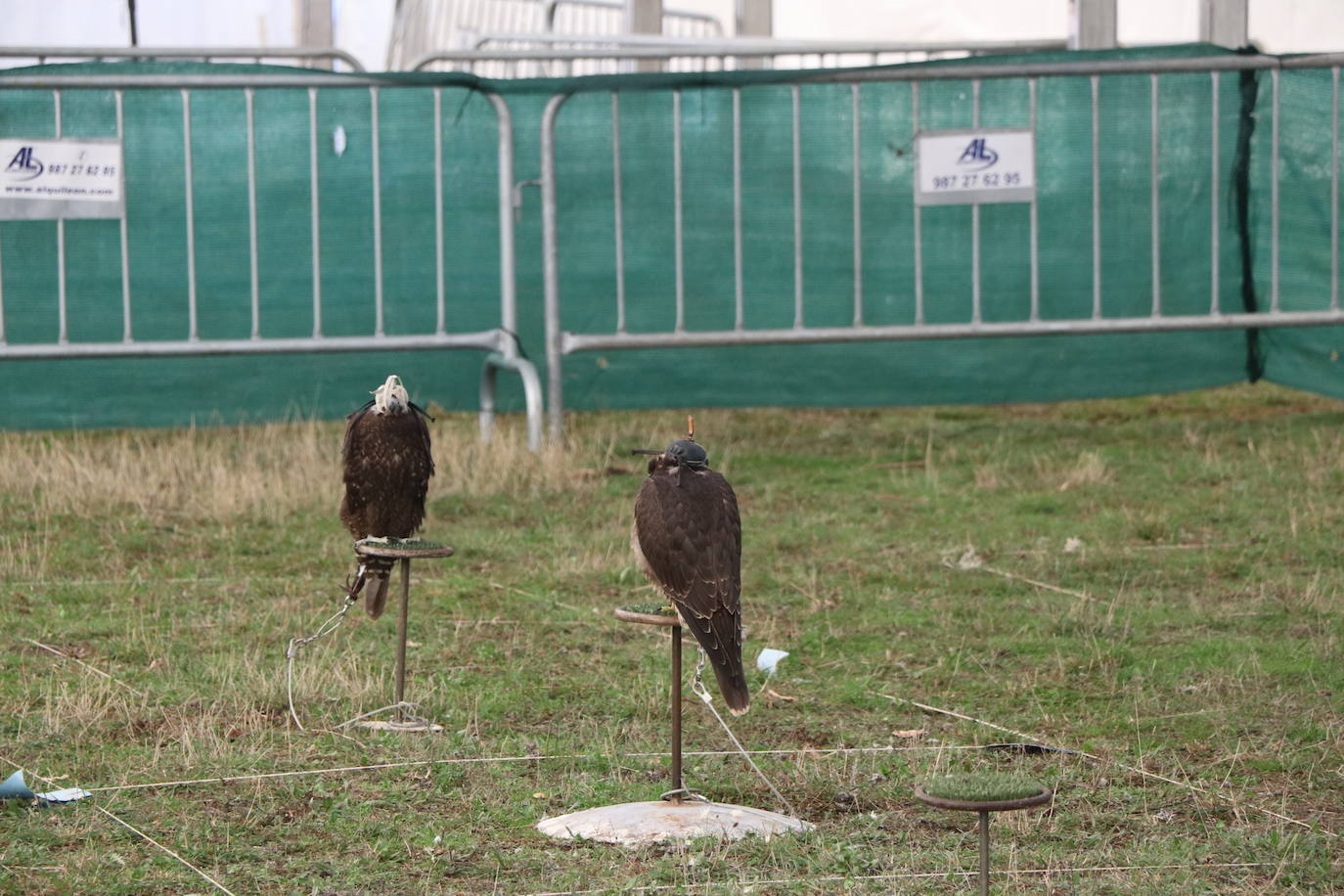 Los amantes de la aves se citan en la virgen del camino por la XXVI edición de las Jornadas Internacionales de Cetrería del Norte, tres días únicos en los que más de 10.000 personas disfrutarán de los vuelos de aves de caza, mercado y un sinfín de actividades . 