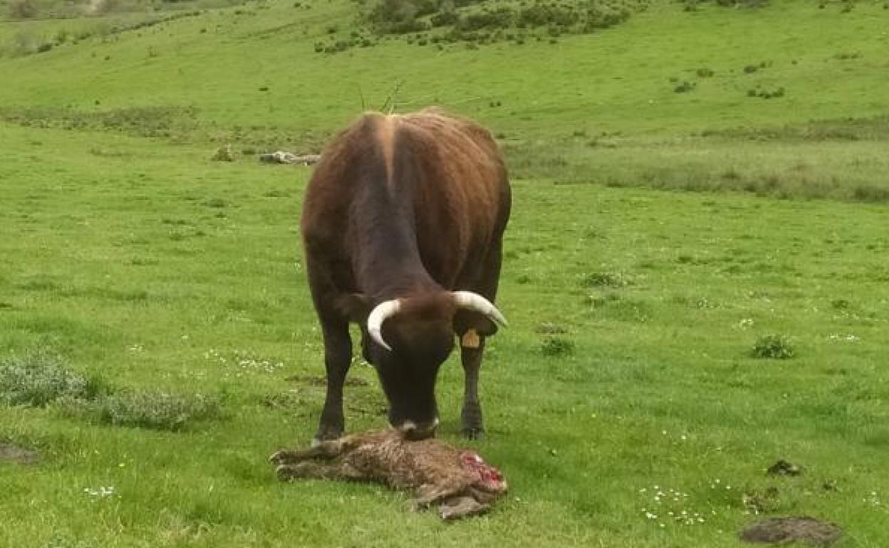 Una vaca junto al cadaver de su ternero, que acaba de ser matado por el lobo. 