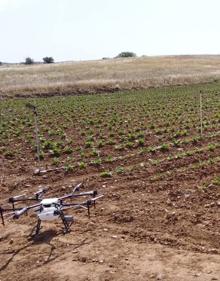 Imagen secundaria 2 - Baltor es pionero en el uso de drones en el campo. 