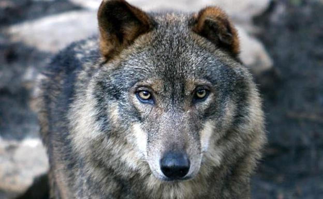 El lobo se convirtió en especie protegida hace una semana.