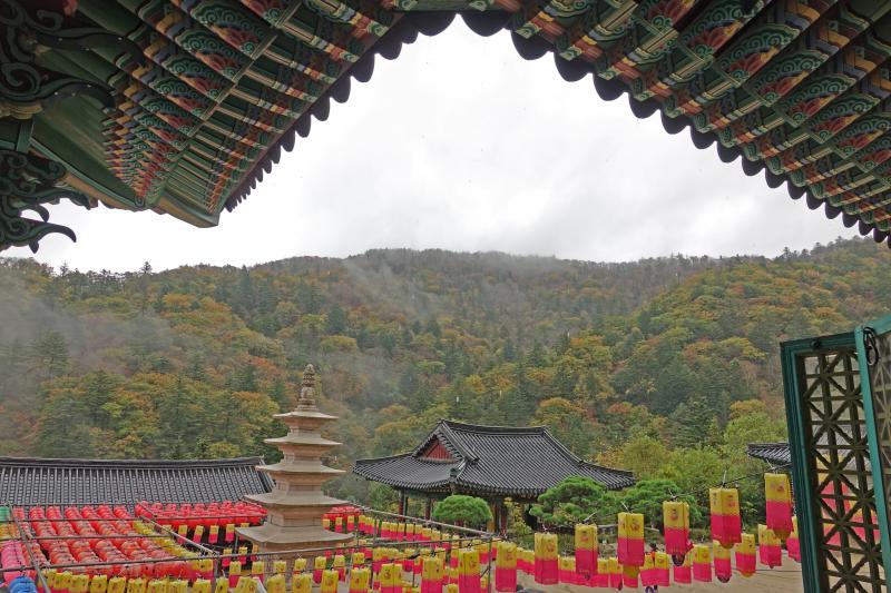 Los bosques de Gangwon, en Corea del Sur.