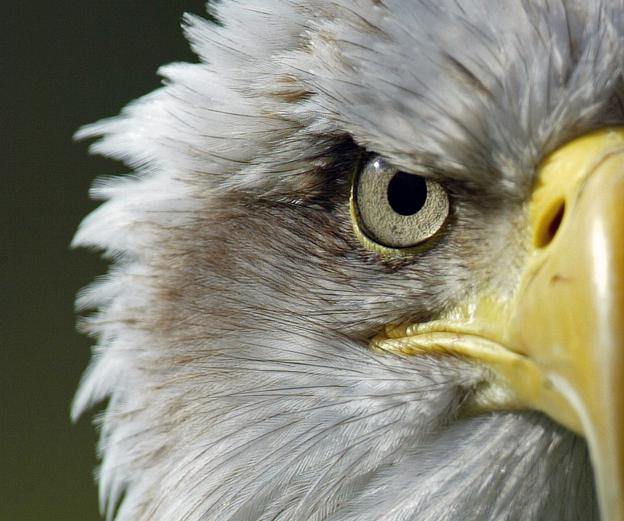 Ojo de águila