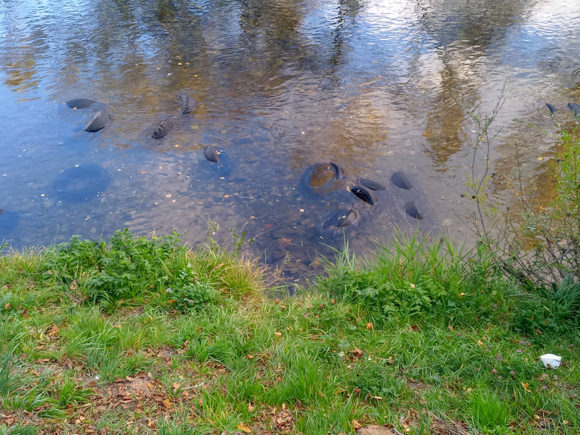 El Ayuntamiento de Sabero denuncia la presencia de 30 neumáticos y una nevera sobre las aguas del río