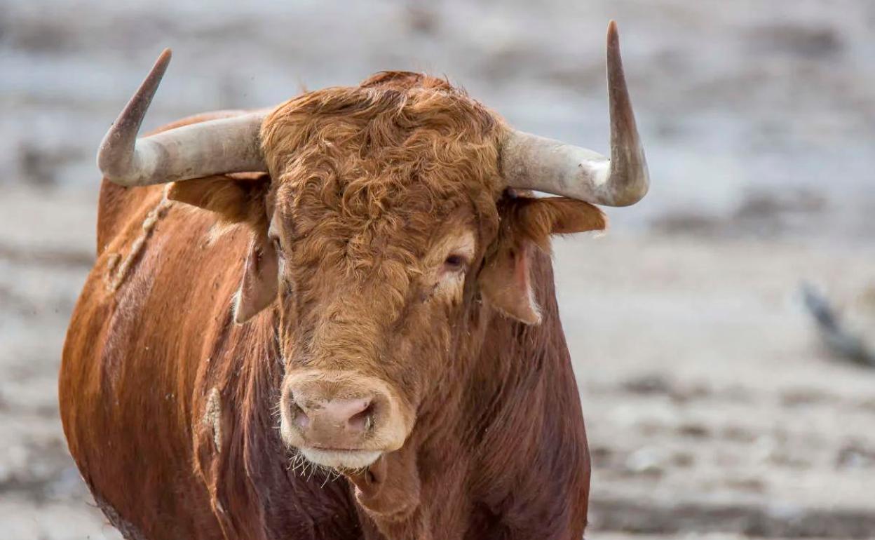 Imagen de un toro de lidia. La JUnta multiplicará ahora el apoyo a las ganaderías. 