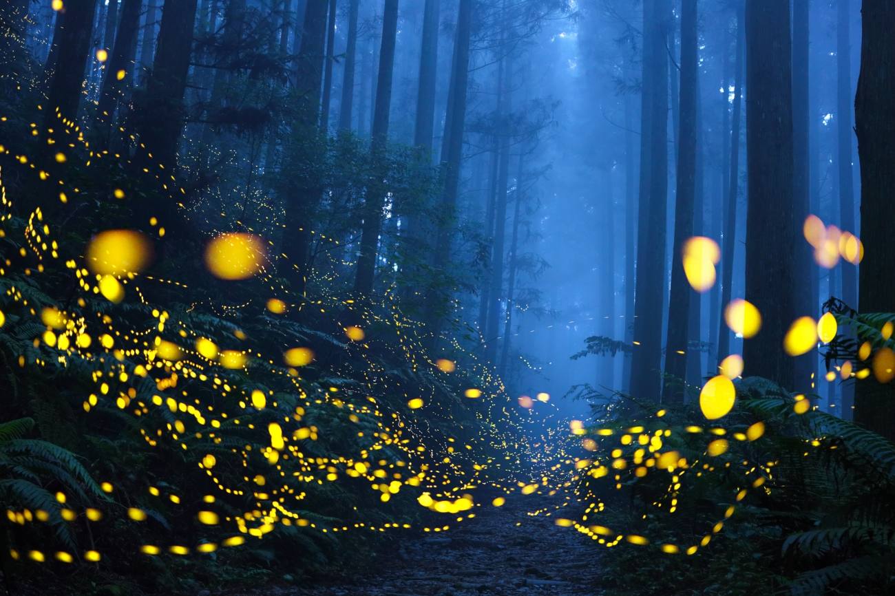 ‘Bosque de luz verde’, de Shirley Wung. “Un sendero de montaña en medio de un bosque está iluminado por una multitud de luciérnagas ‘centelleantes’ que dan al paisaje una atmósfera de cuento de hadas. Su bioluminiscencia es parte del ritual de apareamiento, al final del cual se ponen los huevos. Desafortunadamente, la contaminación dificulta la reproducción de las luciérnagas y cada vez es más difícil ver imágenes como esta”.