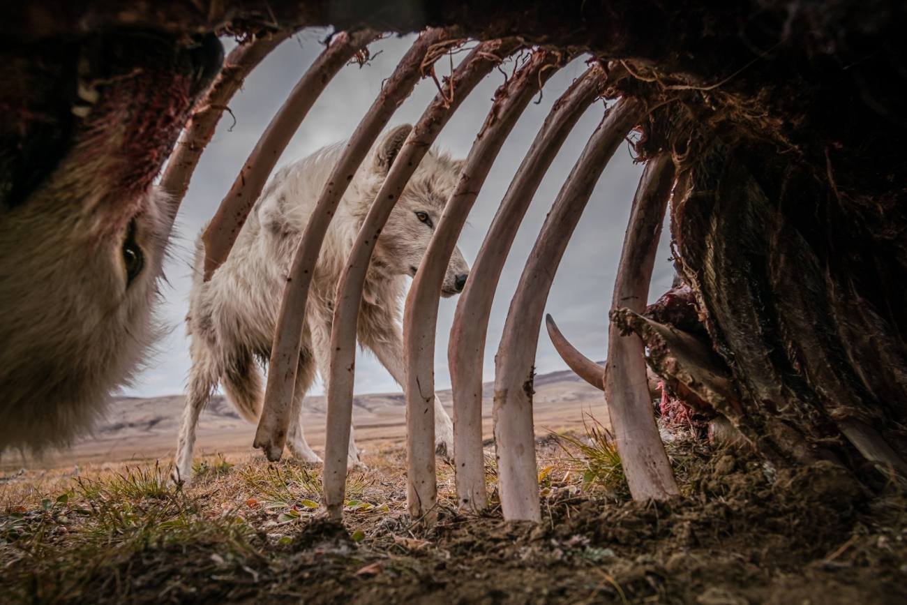 ‘Alimentos para las semanas’, de Ronan Donovan. “Se utilizó una cámara trampa colocada dentro de un gran cadáver de buey almizclero para tomar esta foto de una manada de 10 lobos, cuyos miembros regresaron para alimentarse durante más de un mes. Esta ubicación se convirtió en el lugar de encuentro de facto para la manada en los meses siguientes”.