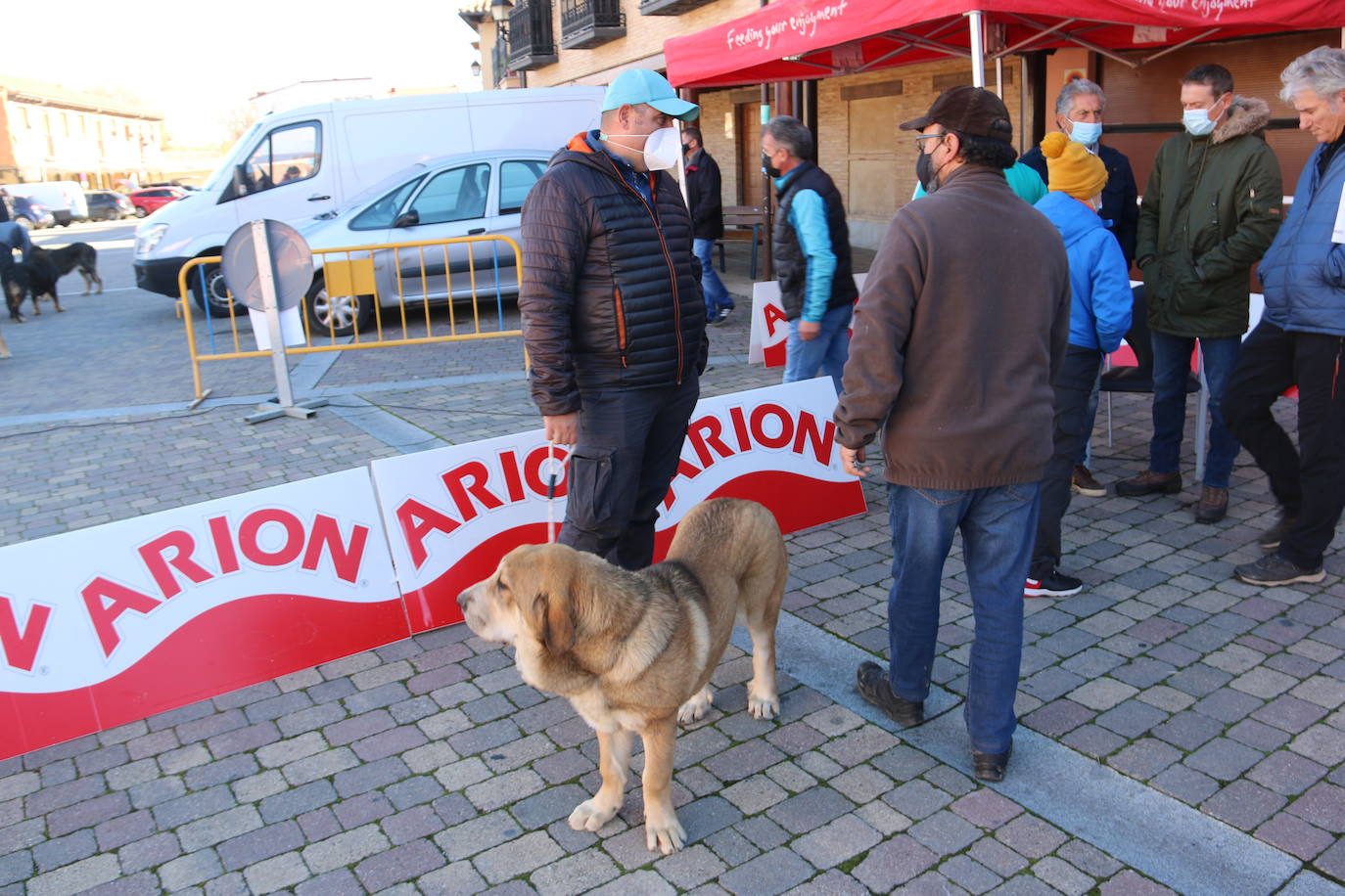 El municipio leonés acoge a cerca de cien perros de esta raza en un concurso que cumple 30 ediciones.