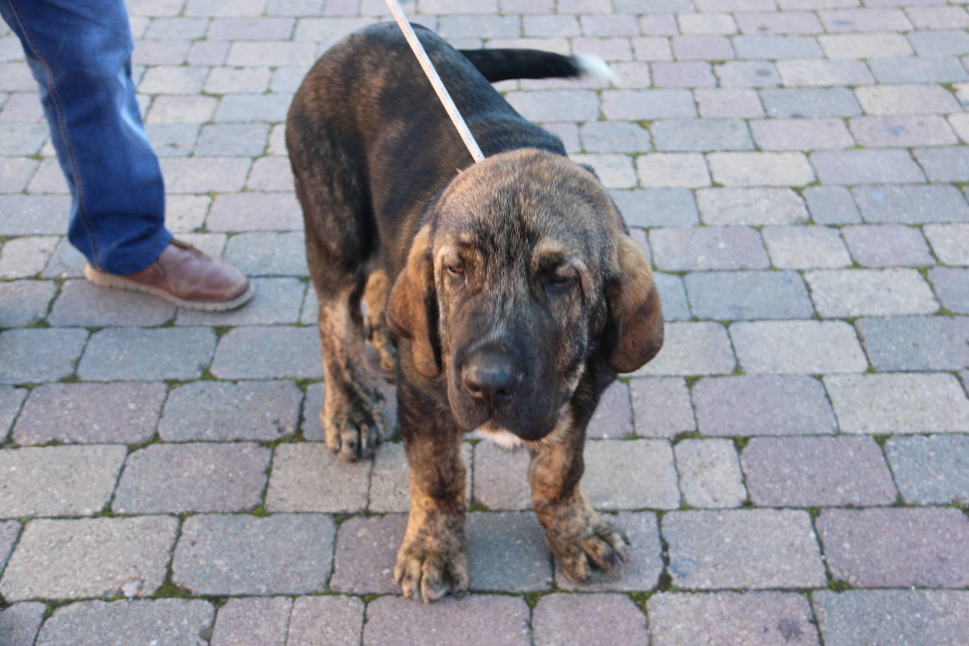 El municipio leonés acoge a cerca de cien perros de esta raza en un concurso que cumple 30 ediciones.