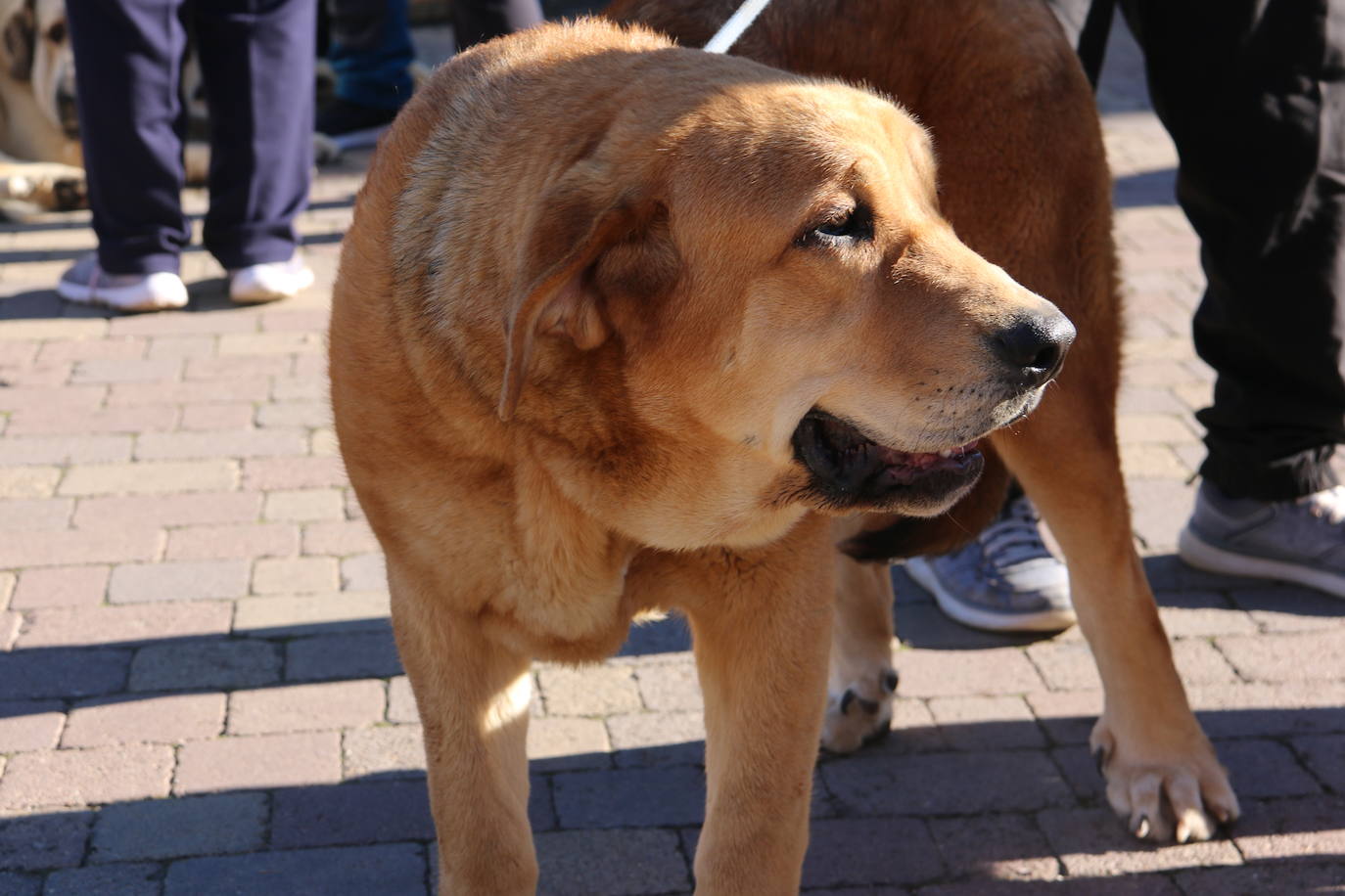 El municipio leonés acoge a cerca de cien perros de esta raza en un concurso que cumple 30 ediciones.