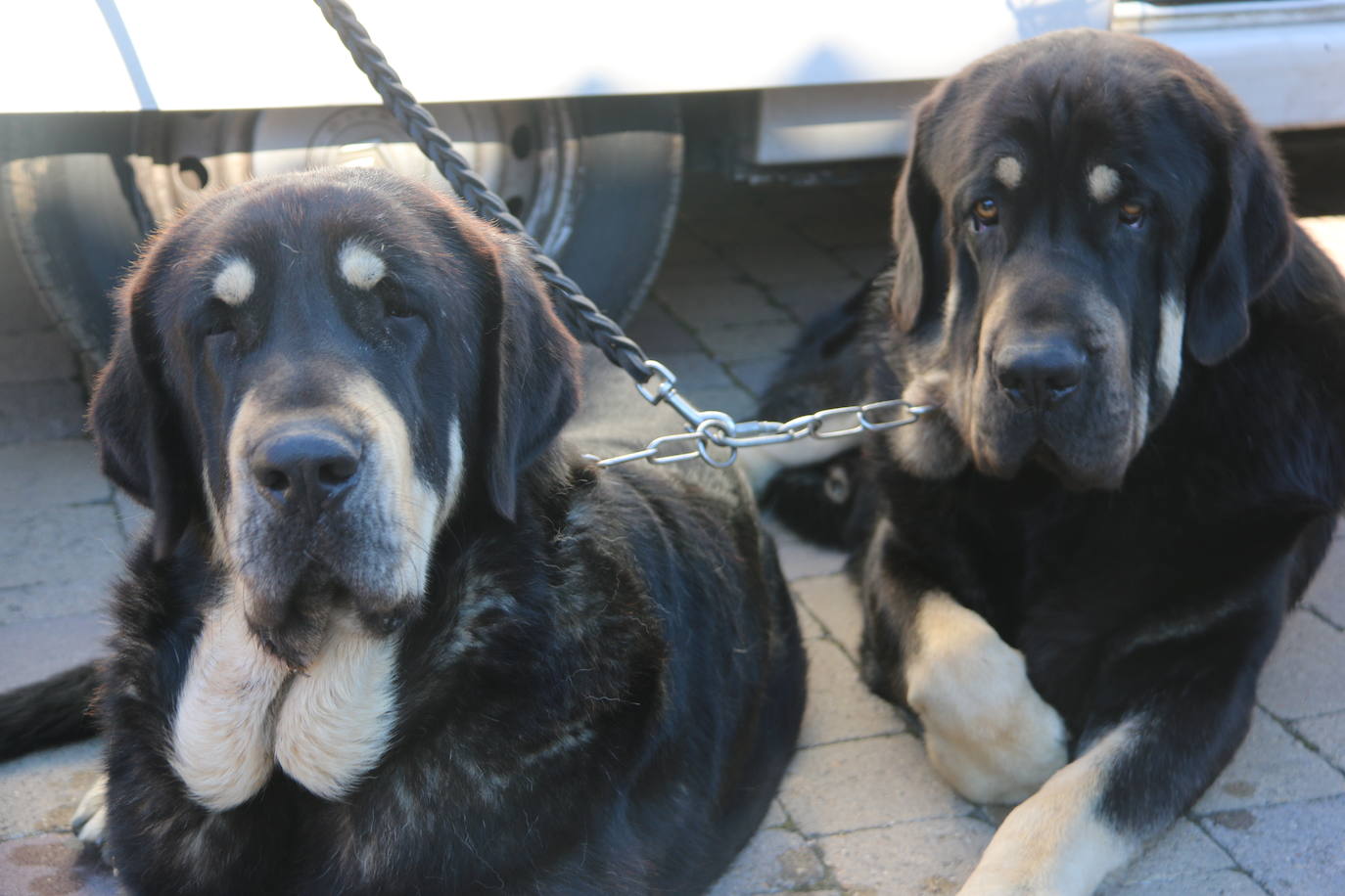 El municipio leonés acoge a cerca de cien perros de esta raza en un concurso que cumple 30 ediciones.