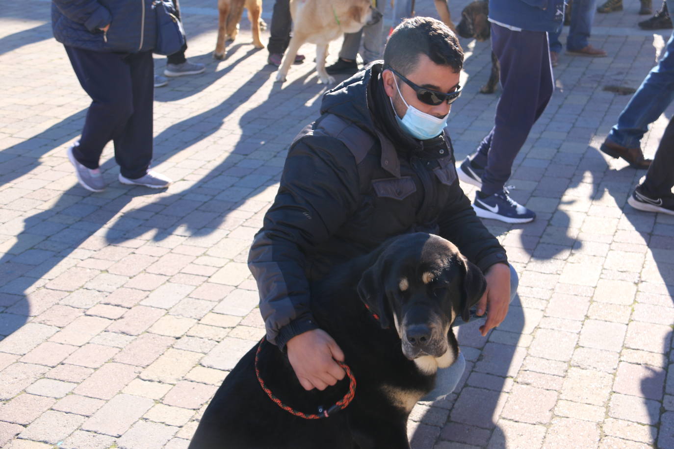 El municipio leonés acoge a cerca de cien perros de esta raza en un concurso que cumple 30 ediciones.